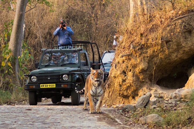 Jim Corbett Jeep Safari - Wildlife Adventure in National Park - The 4-Hour Flow Inside the Park (What You’ll Actually Experience)