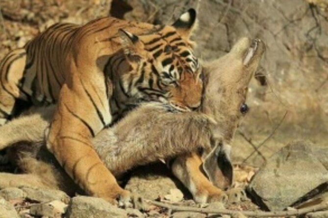 Jim Corbett Jeep Safari - Wildlife Adventure in National Park - What’s Included (and What You’ll Need to Plan for)