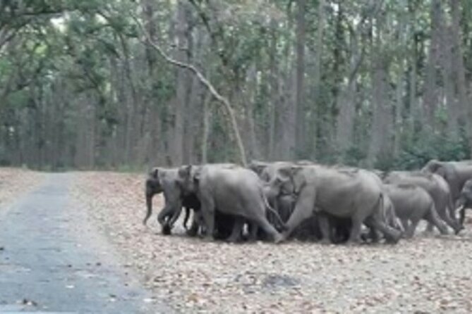 Jim Corbett Jeep Safari - Wildlife Adventure in National Park - What Makes This Safari Work for Wildlife (Not Just Sightseeing)