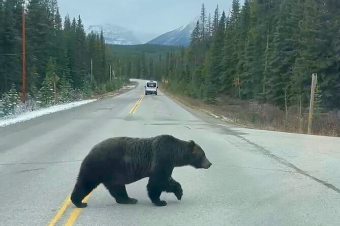 Johnston Canyon, Lake Louise & Banff: Small-Group Day Tour - Surprise Corner and Vermilion Lakes Before You Hit Main Street