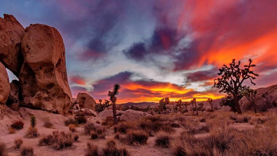 Joshua Tree National Park Day Tour from Los Angeles - Joshua Tree National Park: making the most of 3 hours
