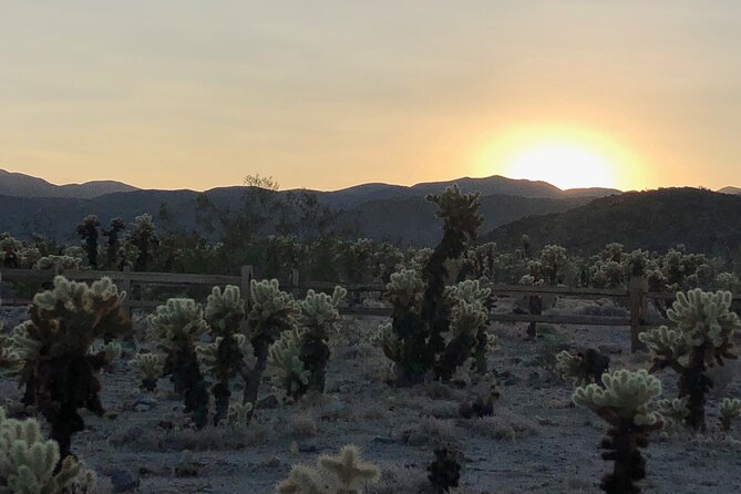Joshua Tree National Park Driving Tour - The guide makes the day: geology, botany, and the human side