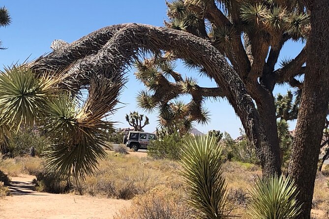 Joshua Tree National Park Driving Tour - Price and what’s included (plus the $15 entrance fee detail)
