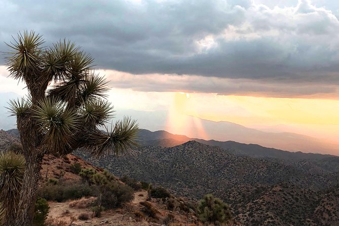 Joshua Tree National Park Scenic Tour - What the Price Really Buys: Value for a Guided Day in Joshua Tree
