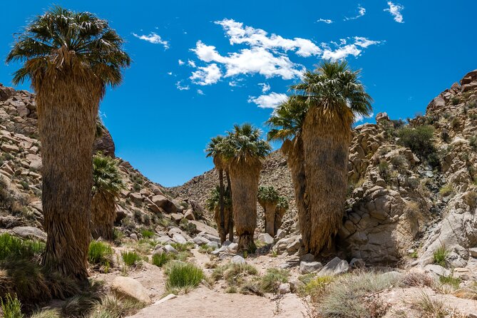 Joshua Tree National Park Self-Guided Audio Tour - When the audio does the heavy lifting (and when you still need to think)