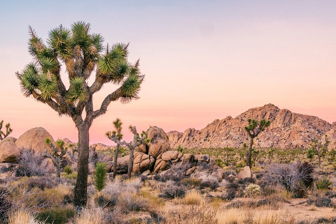 Joshua Tree National Park Self-Guided Driving Audio Tour - Why drive Joshua Tree with an audio route?