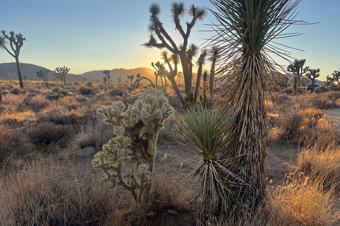 Joshua Tree National Park Sightseeing Adventure Tour - Stop 1: Quail Springs Trail and the ancient boulder playground