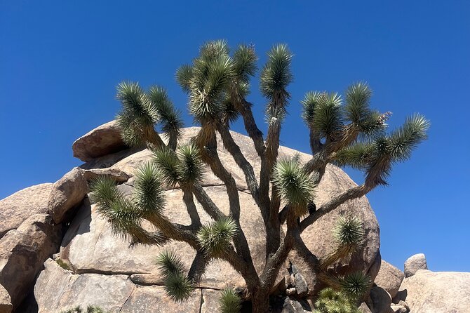 Joshua Tree National Park Sightseeing Adventure Tour - Stop 3: Hidden Valley’s metamorphic rocks and climbing scene