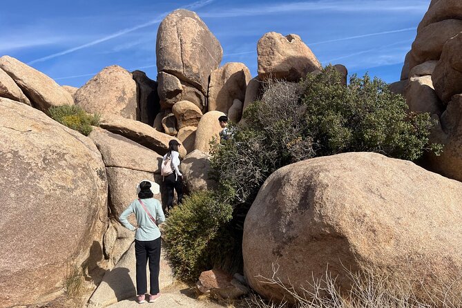 Joshua Tree National Park Sightseeing Adventure Tour - Stop 5: Cap Rock Trail for easy walking and surreal rock angles