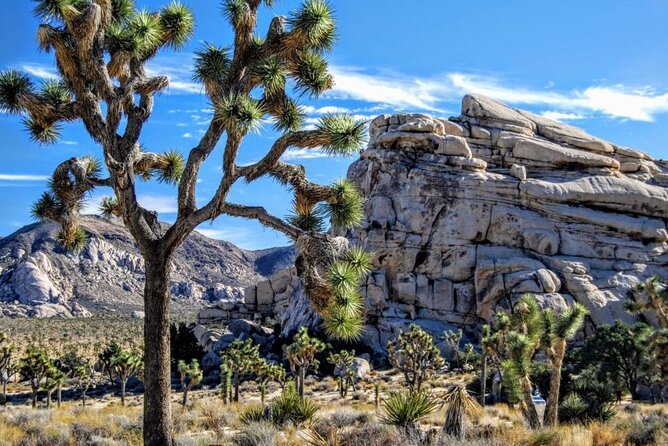 Joshua Tree NP Tour from San Diego (Private) - Key Things That Make This Tour Worth Your Time