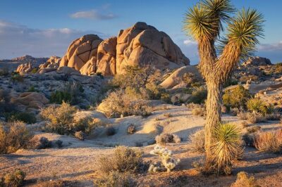Joshua Tree NP Tour from San Diego (Private) - Joshua Tree National Park: Wildlife, Birds, and Why It’s Not Just Cactus Photos