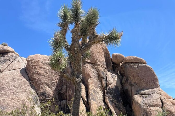 Joshua Tree NP Tour from San Diego (Private) - What You Get Included: Essentials That Actually Matter in the Desert