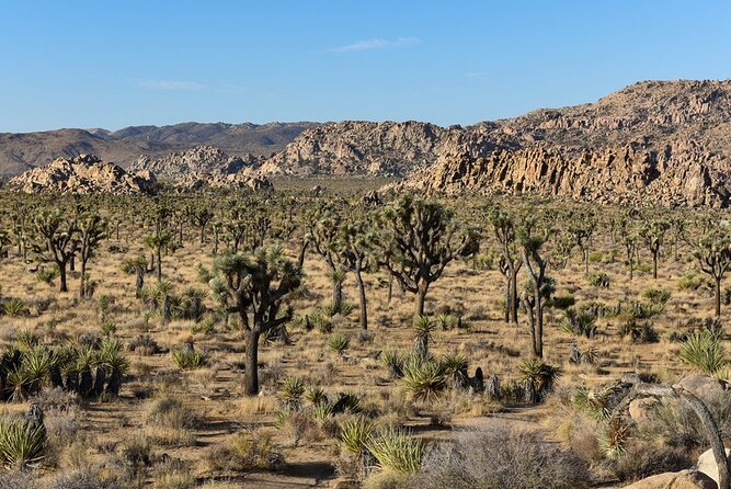 Joshua Tree NP Tour from San Diego (Private) - Picking This Tour Over a DIY Day Trip