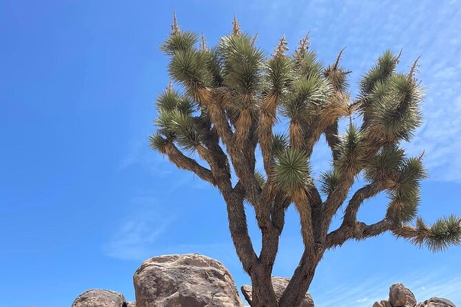 Joshua Tree NP Tour from San Diego (Private) - Who This Tour Suits Best (And Who Might Want Something Different)