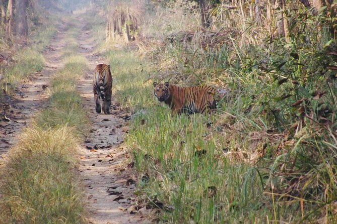 Jungle Towernight Stay: 4-Day Tour in Chitwan National Park - Day 1: Kathmandu Drive, Canoeing, and Your First Tower Night