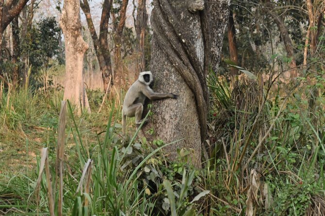 Jungle Towernight Stay: 4-Day Tour in Chitwan National Park - Day 2: Sunrise from the Tower and Two Ways to Spend Jungle Time