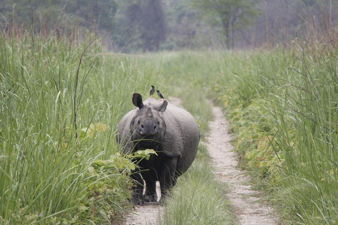 Jungle Towernight Stay In Chitwan National Park ,nepal-2 Nights 3 Days Package - Price and Value: What $225.65 Actually Buys