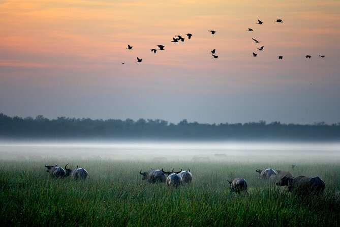Kakadu National Park Evening Tour + Yellow Water Sunset Cruise - Should you book this Kakadu evening tour?