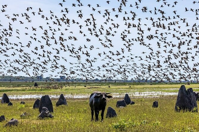 Kakadu National Park Full Day Tour + Yellow Water River Cruise - Small group size and the guide factor (Rasa and Reuben show up in the feedback)