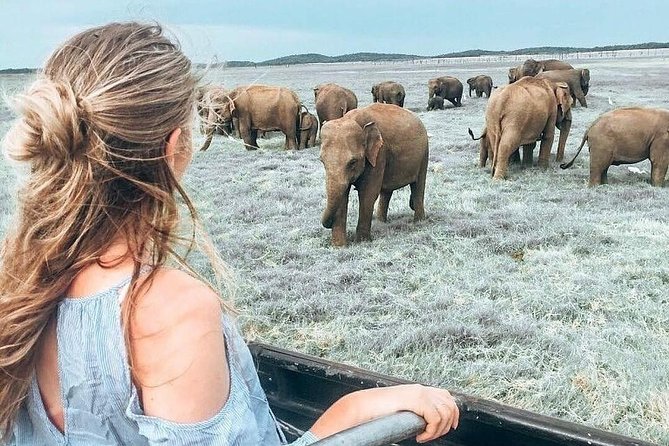 Kandy - Minneriya National park & Sigiriya Rock by tuk tuk tours - The Kandy–Dambulla–Sigiriya–Minneriya One-Day Loop