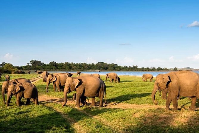 Kandy - Minneriya National park & Sigiriya Rock Fortress - Private Transport - Sigiriya Rock Fortress: The Main Event Plus a Real Lunch Stop