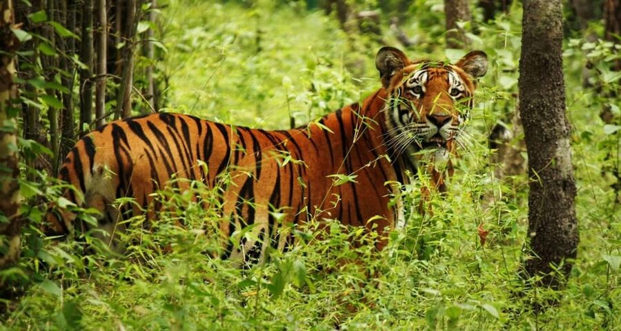 Kathmandu: 4-Day Private Chitwan National Park Safari Tour - Is $202 Per Person Good Value for Four Days in Chitwan?