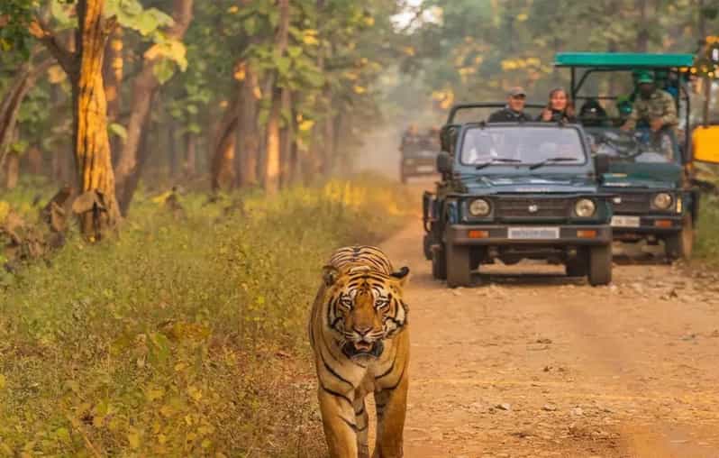 Kathmandu: 4-Day Private Chitwan National Park Safari Tour - Tharu Culture and Village Time: More Than a Side Quest