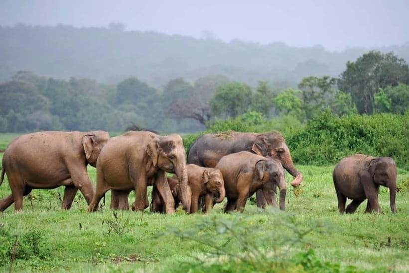 Kaudulla National Park Half-Day Safari with Expert - Why Kaudulla’s elephant gathering is the main reason to go