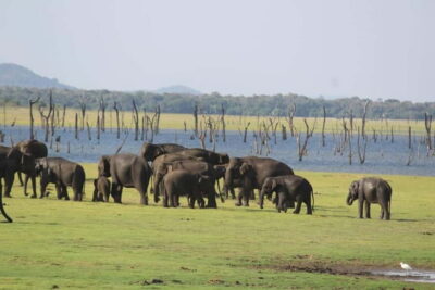 Kaudulla National Park Half-Day Safari with Expert - The 3–4 hour jeep safari: how the schedule really feels