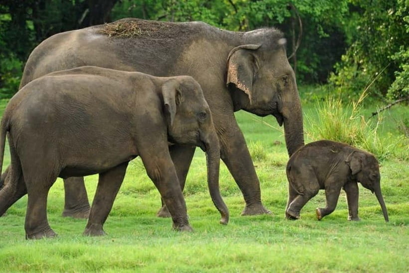 Kaudulla National Park Half-Day Safari with Expert - Comfort, safety, and what to pack for a half-day in the park