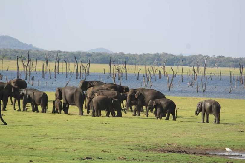 Kaudulla National Park Half-Day Safari with Expert - FAQ