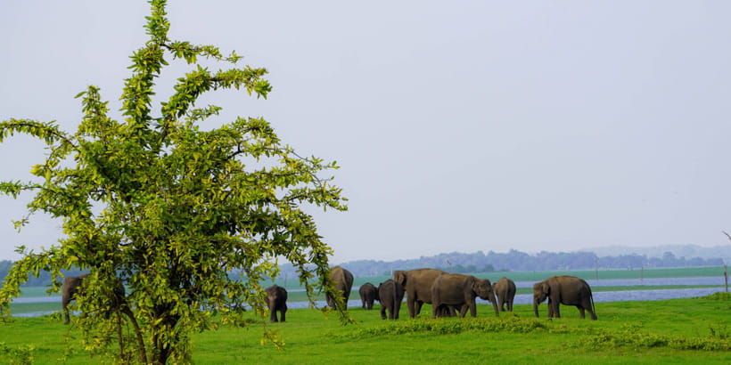Kaudulla National Park Half Day Sri Lanka Jeep Safari - Key Things to Know Before You Go