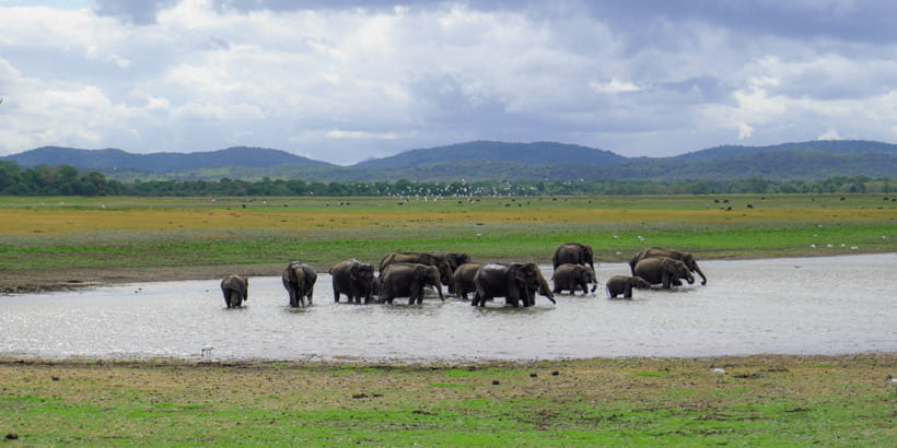 Kaudulla National Park Half Day Sri Lanka Jeep Safari - Should you book Kaudulla for a half-day jeep safari?