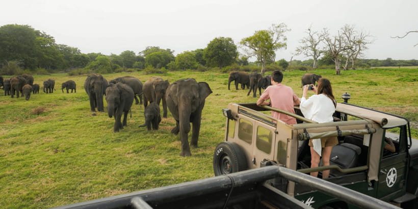 Kaudulla National Park Half Day Sri Lanka Jeep Safari - Golden hour elephants at Kaudulla Tank