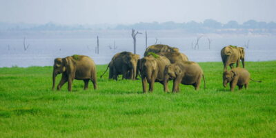 Kaudulla National Park Half Day Sri Lanka Jeep Safari - Getting from Sigiriya and nearby towns without wasting your day