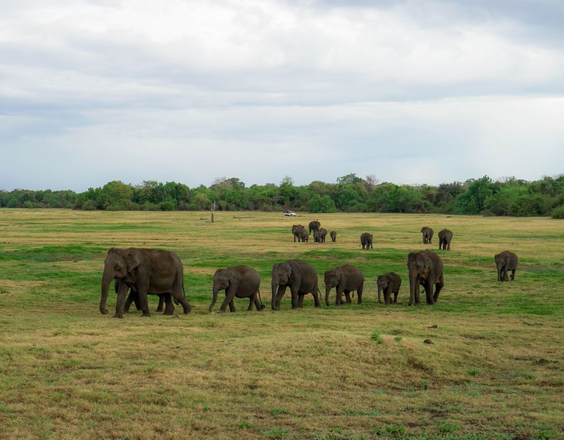 Kaudulla National Park Half Day Sri Lanka Jeep Safari - Elephant viewing tips: get great shots without getting reckless