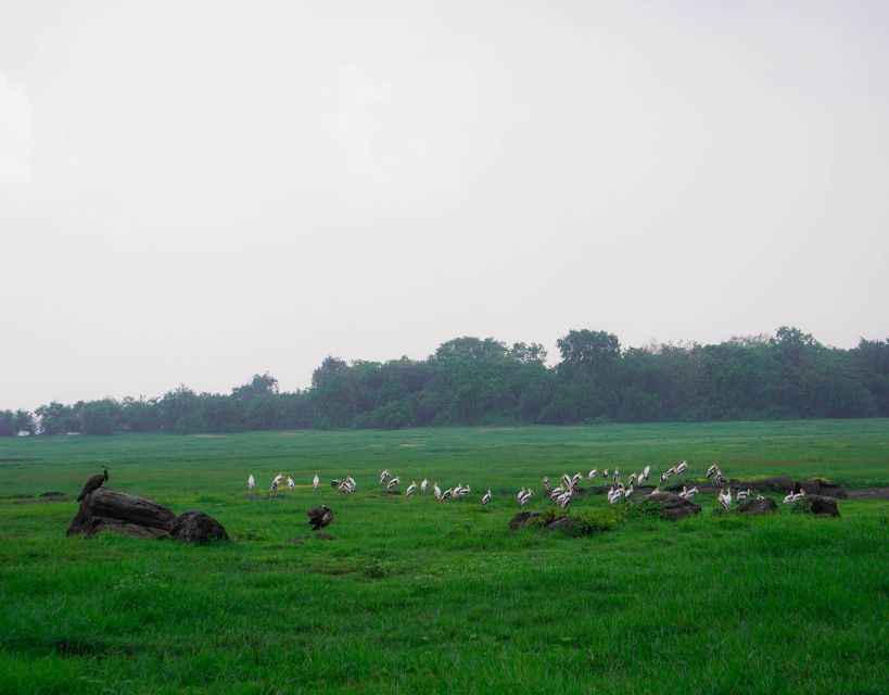 Kaudulla National Park Half Day Sri Lanka Jeep Safari - Beyond elephants: the other wildlife you’ll want to scan for