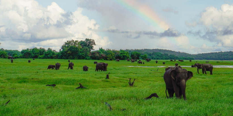 Kaudulla National Park Half Day Sri Lanka Jeep Safari - Price check: $39 sounds good, but budget for the park entrance