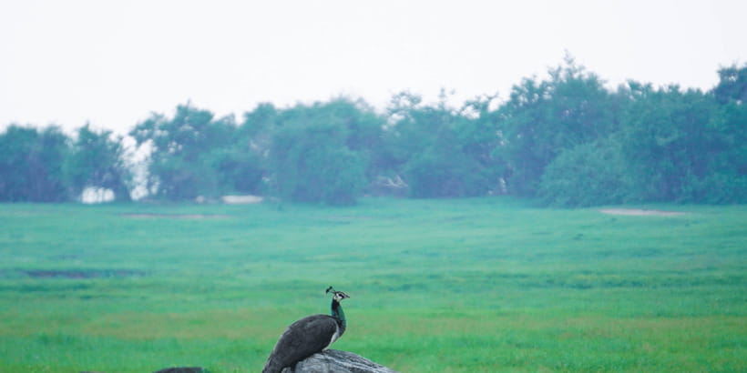 Kaudulla National Park Half Day Sri Lanka Jeep Safari - Who this half-day Kaudulla safari suits best