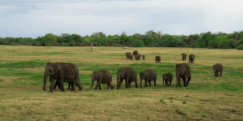Kaudulla National Park Half Day Sri Lanka Jeep Safari - What to pack for sun, dust, and possible rain