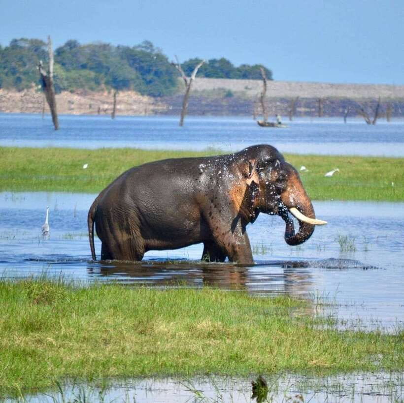 Kaudulla National Park Private Elephant & Wildlife Safari - Who This Safari Fits Best