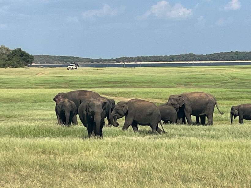 Kaudulla National Park: Private Safari - Key reasons Kaudulla Safari feels worth it