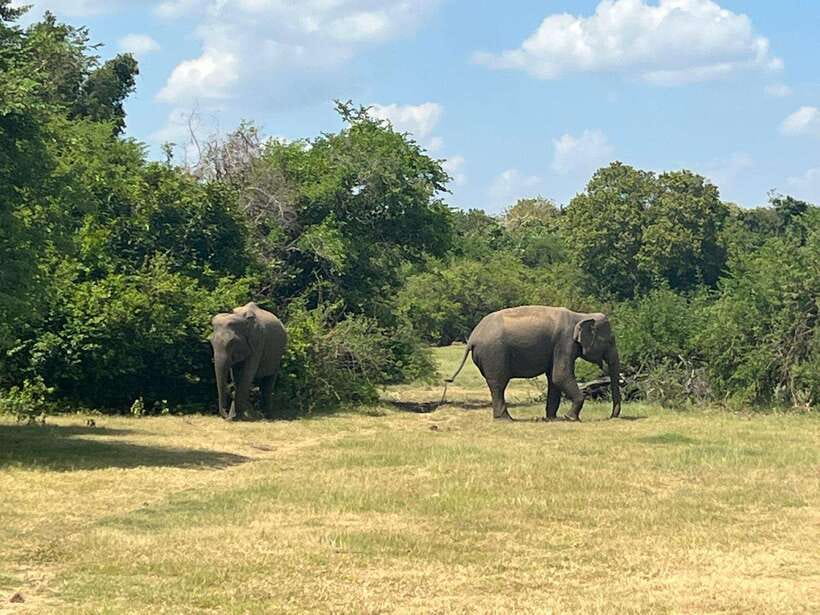 Kaudulla National Park: Private Safari - Kaudulla National Park: why this 3-hour window works