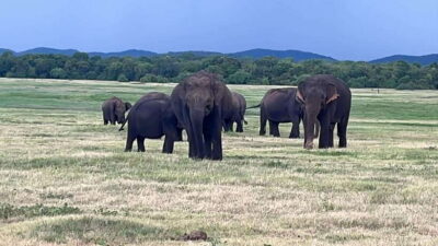 Kaudulla National Park: Private Safari - Habarana pickup to Kaudulla gate: practical start, not a hassle