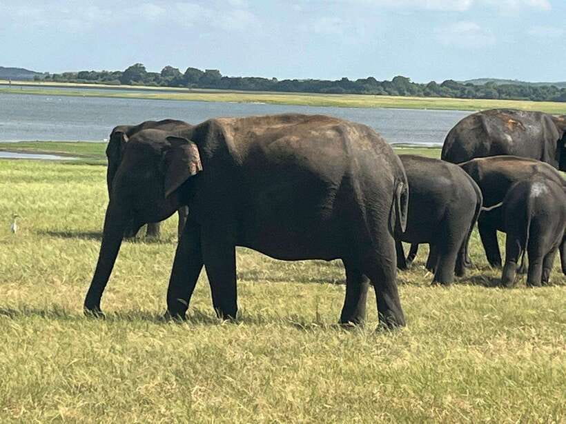 Kaudulla National Park: Private Safari - Jeep time on bumpy trails: comfort tips that help your viewing