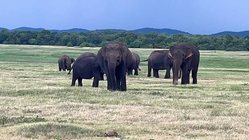 Kaudulla National Park: Private Safari - What to expect day-of: timing, language, and the rules that matter