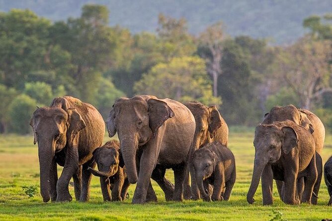 Kaudulla National Park Safari | Jeep with Tickets - Key Highlights You’ll Feel on the Safari