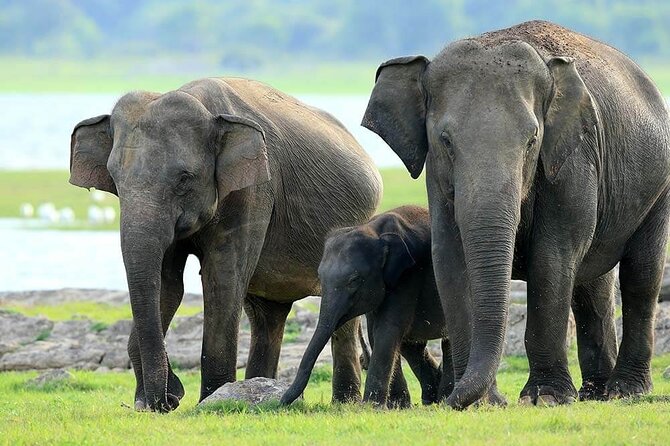 Kaudulla National Park Safari | Jeep with Tickets - Kaudulla Jeep Safari: What This 2:30 pm Trip Really Offers