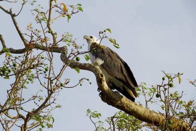 Kaudulla National Park Safari | Jeep with Tickets - What the 3 Hours Actually Feel Like