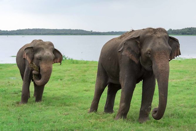 Kaudulla National Park Shared Safari - Key Things That Make This Kaudulla Safari Worth Your Time